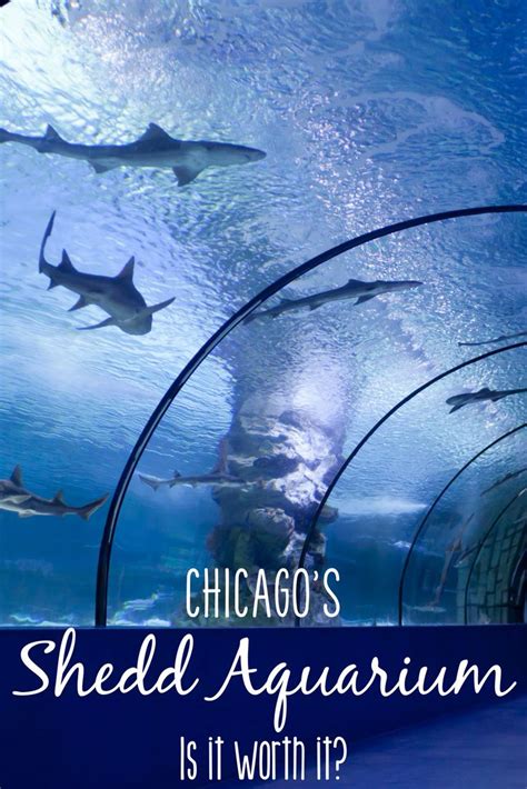 shedd aquarium reviews|shedd aquarium cost.